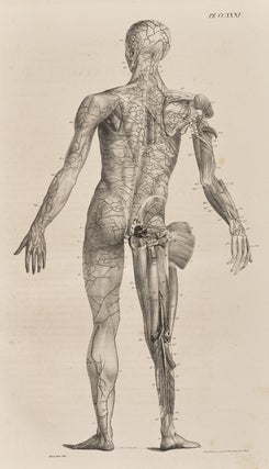 Anatomie de l'homme...