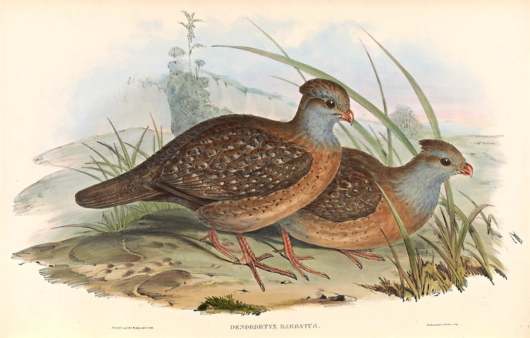 Item #13940 A monograph of the odontophorinae, or partridges of America. John GOULD.
