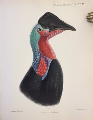 “A monograph of the genus Casuarius.” (with) “A dissertation on the morphology and phylogeny of the Palaeognathae (Ratitae and Crypturi) and Neognathae (Carinatae).” From Transactions of the Zoological Society, Vol. XV, Part V., No. 1,