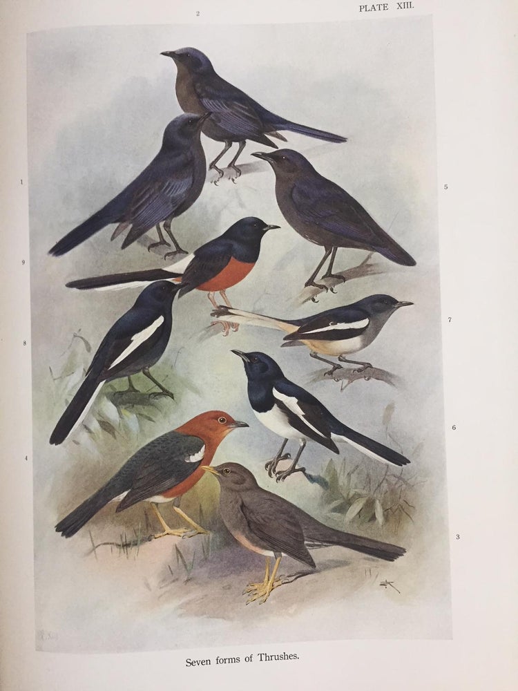 Item #16262 Birds of the island of Java. Nagamachi KURODA.
