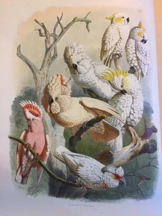 Vogelbilder aus fernen Zonen. Abbildungen und Beschreibungen der Papageien.