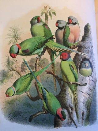 Vogelbilder aus fernen Zonen. Abbildungen und Beschreibungen der Papageien.