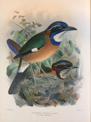 A monograph of the Coraciidae, or family of the Rollers