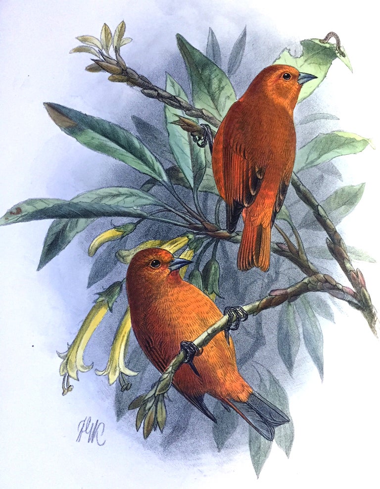 Item #16272 The Avifauna of Laysan and the neighbouring islands: with a complete history to date of the birds of the Hawaiian possessions. Walter ROTHSCHILD.