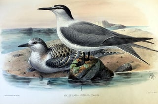 The Avifauna of Laysan and the neighbouring islands: with a complete history to date of the birds of the Hawaiian possessions.