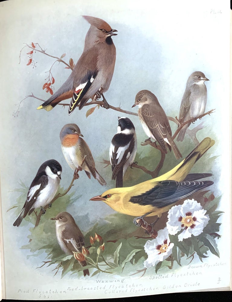 Item #16274 British birds. Archibald THORBURN.
