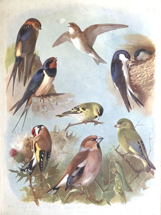 British birds