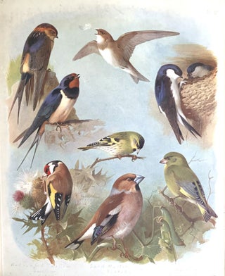 British birds