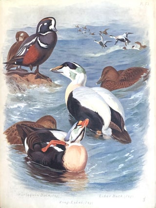 British birds