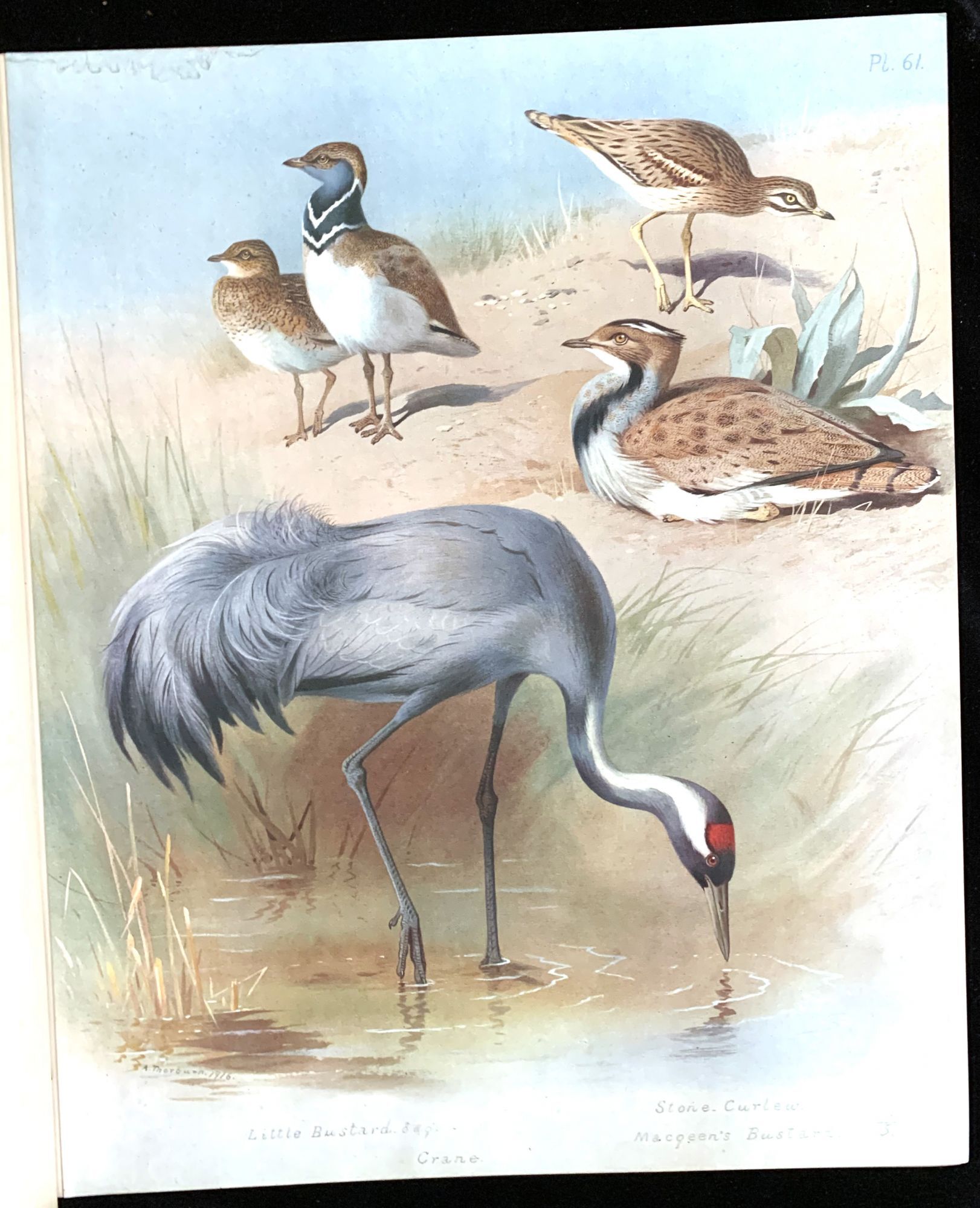 British birds | Archibald THORBURN | Mixed edition