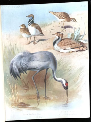 British birds
