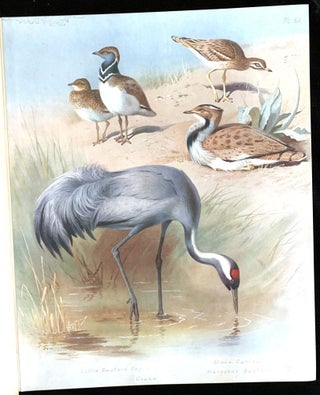 British birds