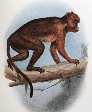 Item #16284 A review of the primates. Daniel Giraud ELLIOT