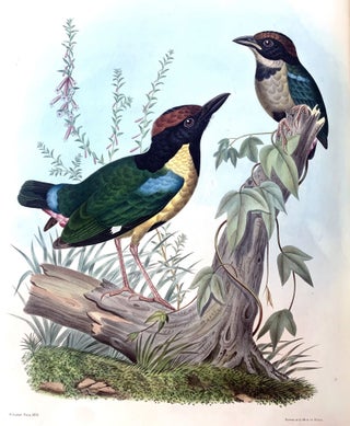 A monograph of the pittidae, or, family of ant thrushes.
