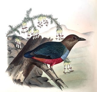 A monograph of the pittidae, or, family of ant thrushes.