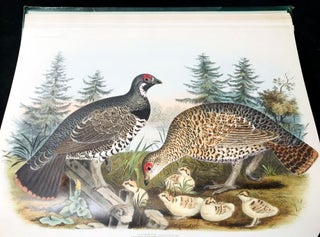 A monograph of the tetraoninae, or family of the grouse.