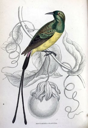 Item #16301 The natural history of the nectariniadae, or sun-birds. William JARDINE