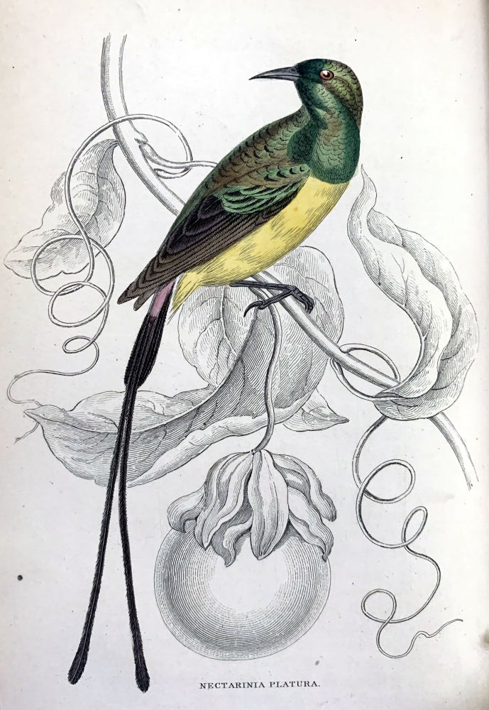 Item #16301 The natural history of the nectariniadae, or sun-birds. William JARDINE.