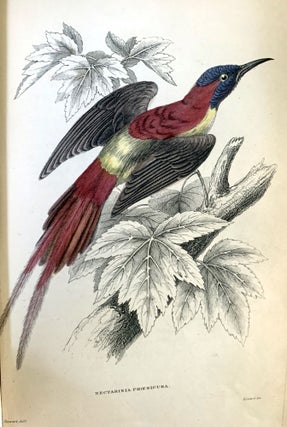 The natural history of the nectariniadae, or sun-birds.