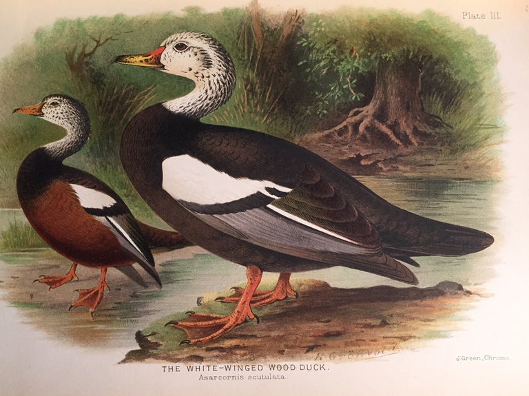 Item #16303 Indian ducks and their allies. (offered with) Indian ducks and their allies. E. C. Stuart BAKER.