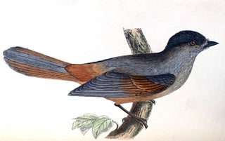 Item #16304 A history of the birds of Europe, not observed in the British Isles. C. R. BREE