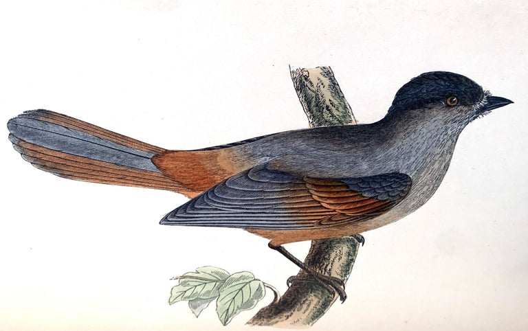 Item #16304 A history of the birds of Europe, not observed in the British Isles. C. R. BREE.