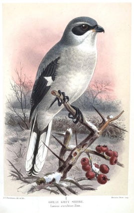 Coloured figures of the birds of the British Islands.