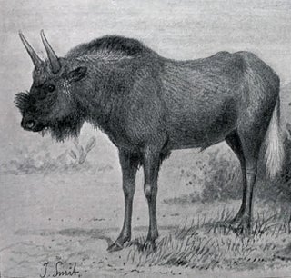 The mammals of South Africa.