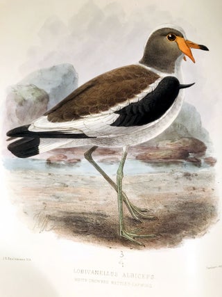 Item #16318 The geographical distribution of the family charadriidae, or the plovers, sandpipers,...