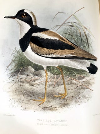The geographical distribution of the family charadriidae, or the plovers, sandpipers, snipes, and their allies.