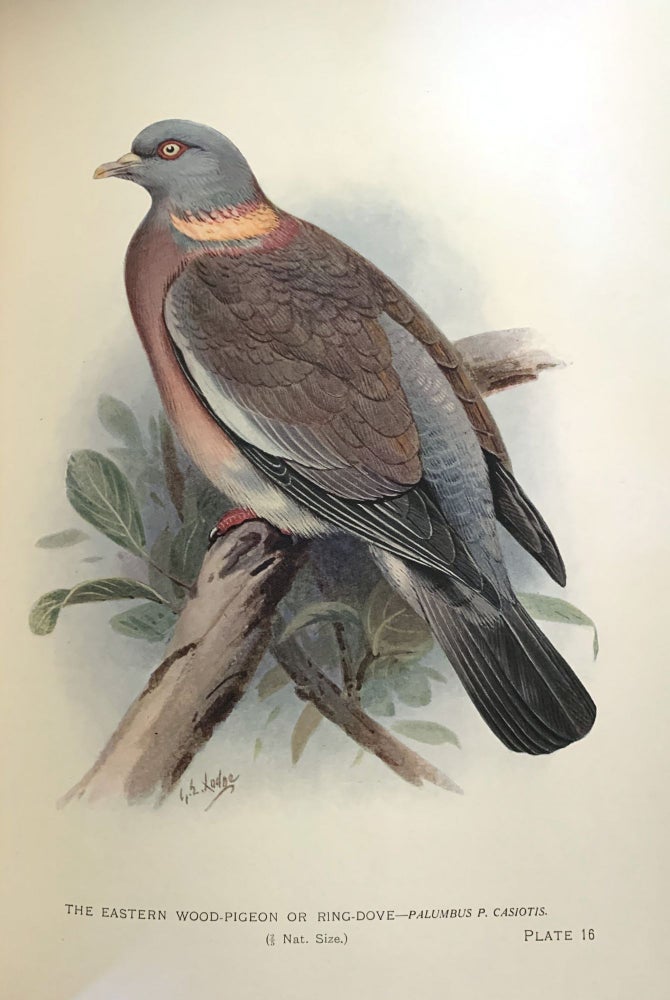 Item #16329 Indian pigeons and doves. Stuart BAKER.