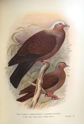 Indian pigeons and doves.
