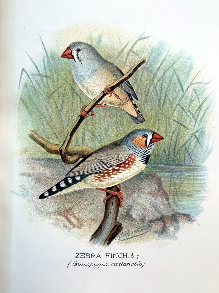 Item #16338 Foreign finches in captivity. Arthur G. BUTLER.
