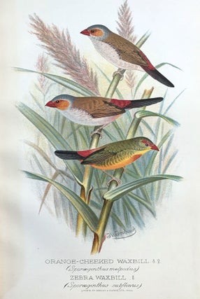 Foreign finches in captivity