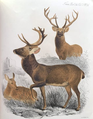 On certain species of deer now or lately living in the Society’s menagerie