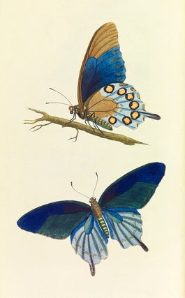Item #17795 American entomology, or descriptions of the insects of North America. Illustrated by...