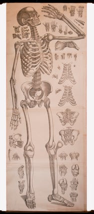 Item #3420 Four anatomical scrolls, or ecorche. J. A. ANATOMICAL SCROLLS. BECKERS, engraver