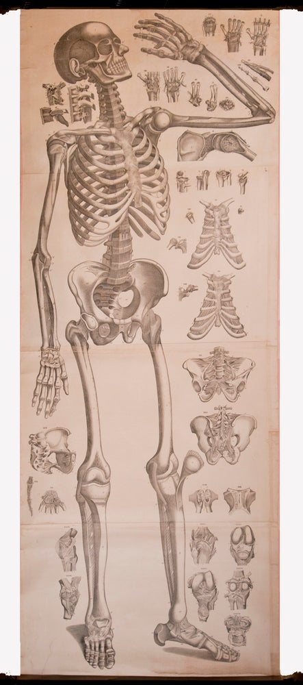 Item #3420 Four anatomical scrolls, or ecorche. J. A. ANATOMICAL SCROLLS. BECKERS, engraver.