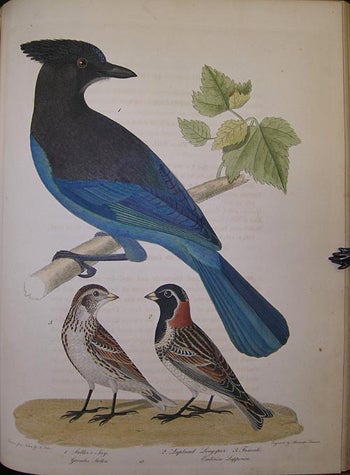 Item #4341 American ornithology; or, The natural history of the birds of the United States . . . . ; American ornithology; or, The natural history of birds inhabiting the United States, not given by Wilson. Alexander WILSON, Charles Lucien` BONAPARTE.