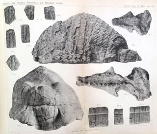 Los estratos araucanos y sus fósiles